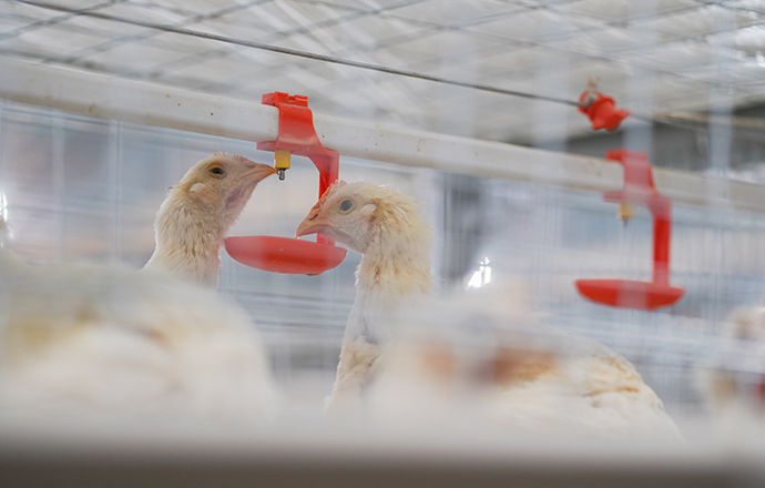 Big Herdsman Drinking system